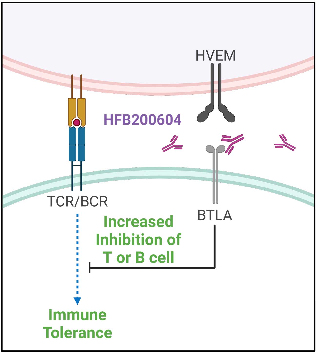 HFB200604